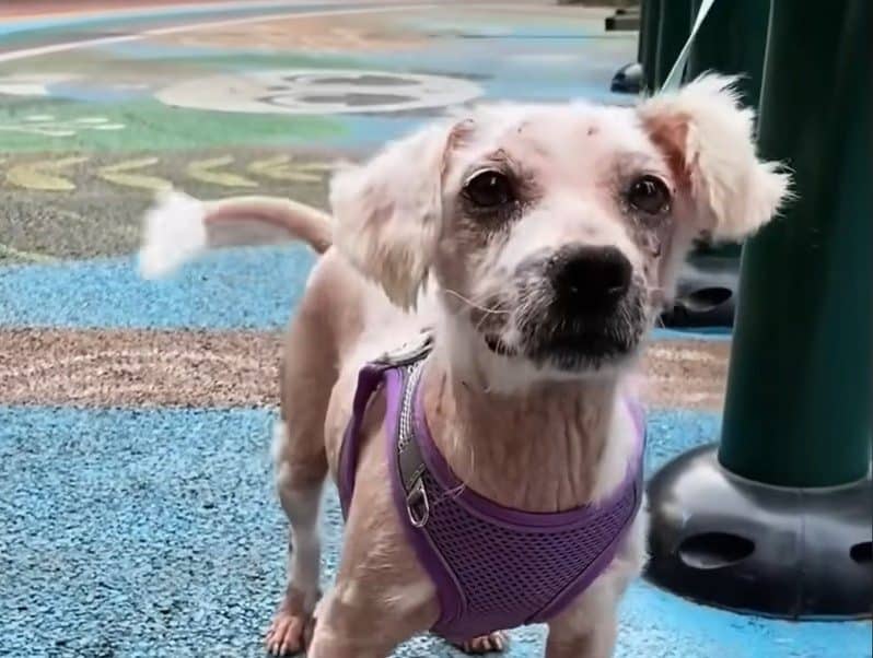 She drove him to the pet hospital for a ...