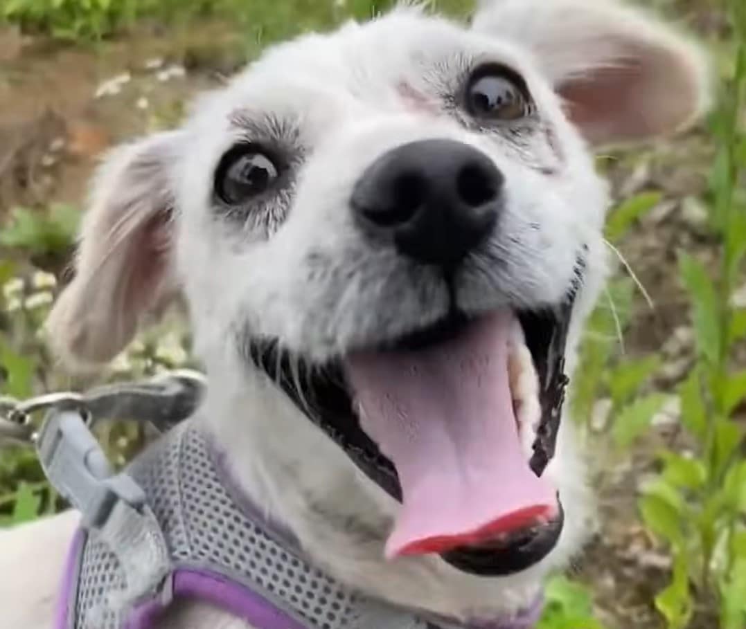 The sweet canine became more sociable an...