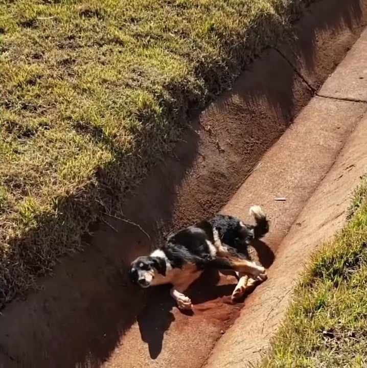After leaving the clinic, Coca was cared...