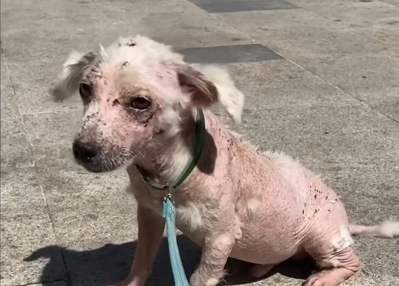 She brought the sick pup home and named ...