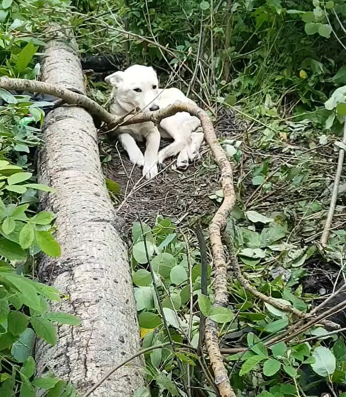 He assumed that the pup was abandoned be...