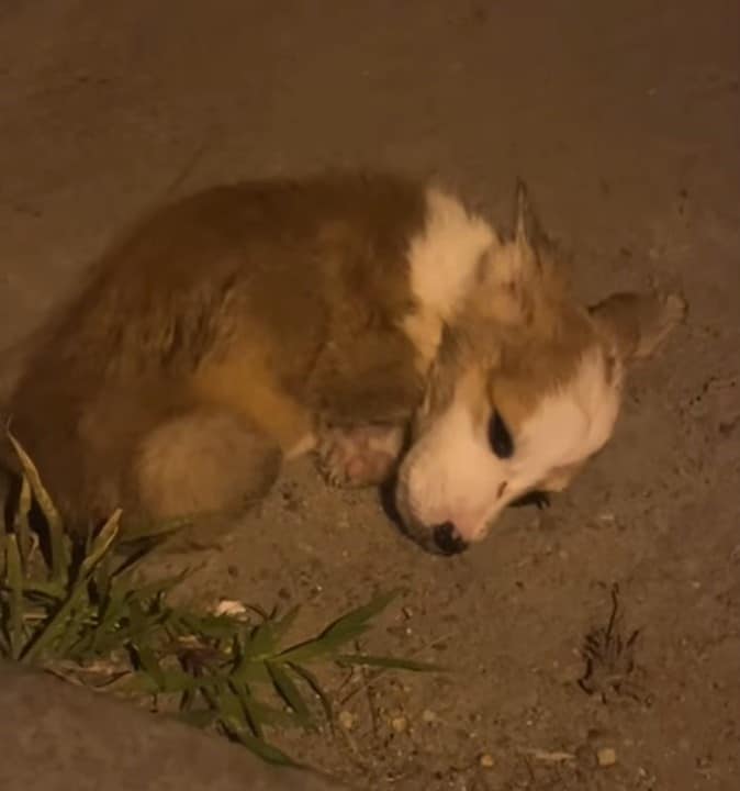 Two days later, the puppy's health had n...
