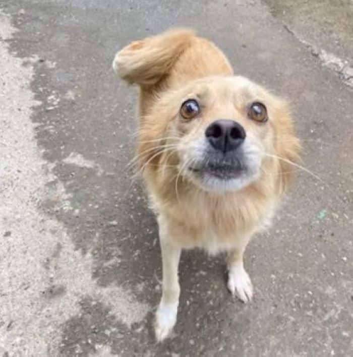 They gently approached the heartbroken a...
