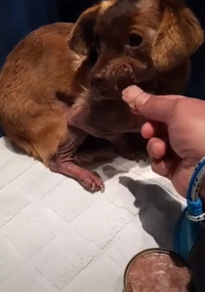 Helping strays or alerting shelters abou...