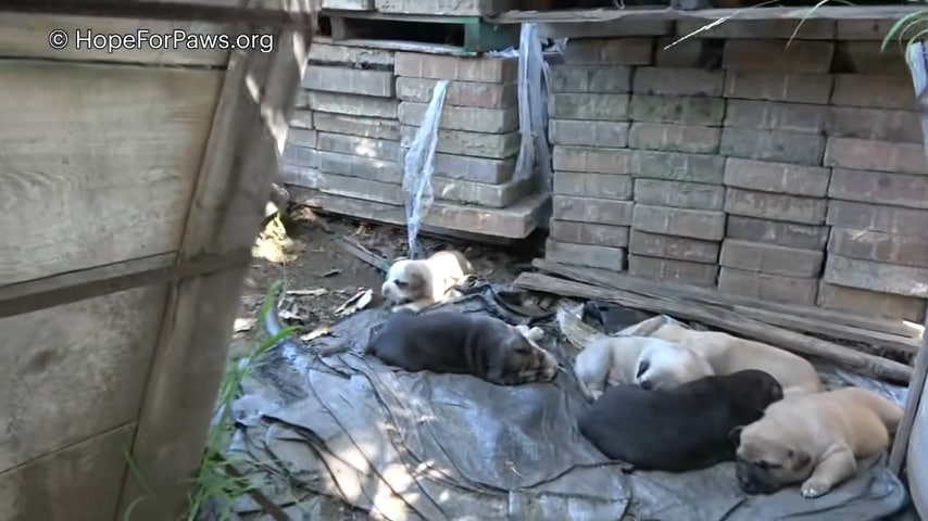 They took all of them very carefully to ...