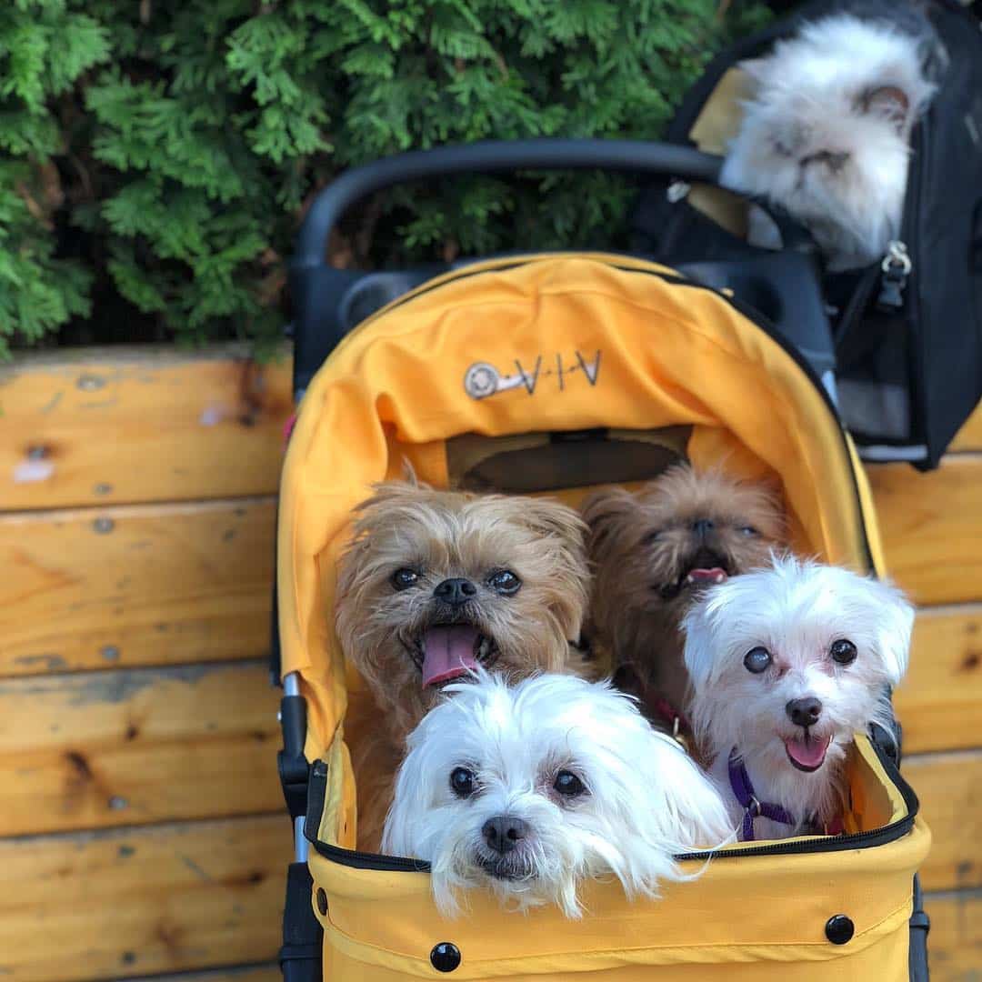 Mindy already had three other dogs &ndas...