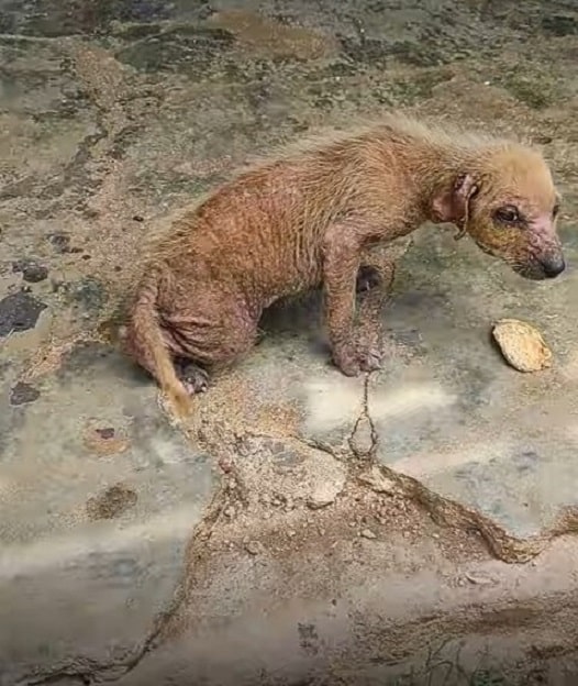 Betty, one of her rescuers, took her to ...