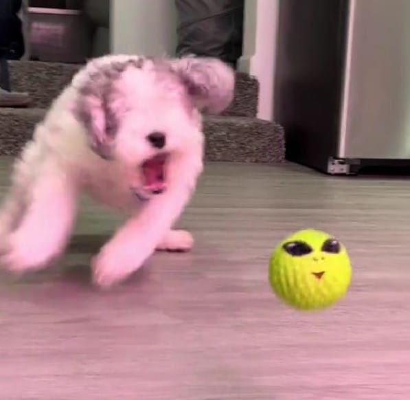 The very fact that a dog without eyes wa...
