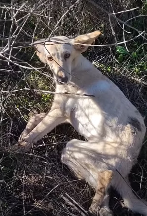 They called for help, and the rescuers w...