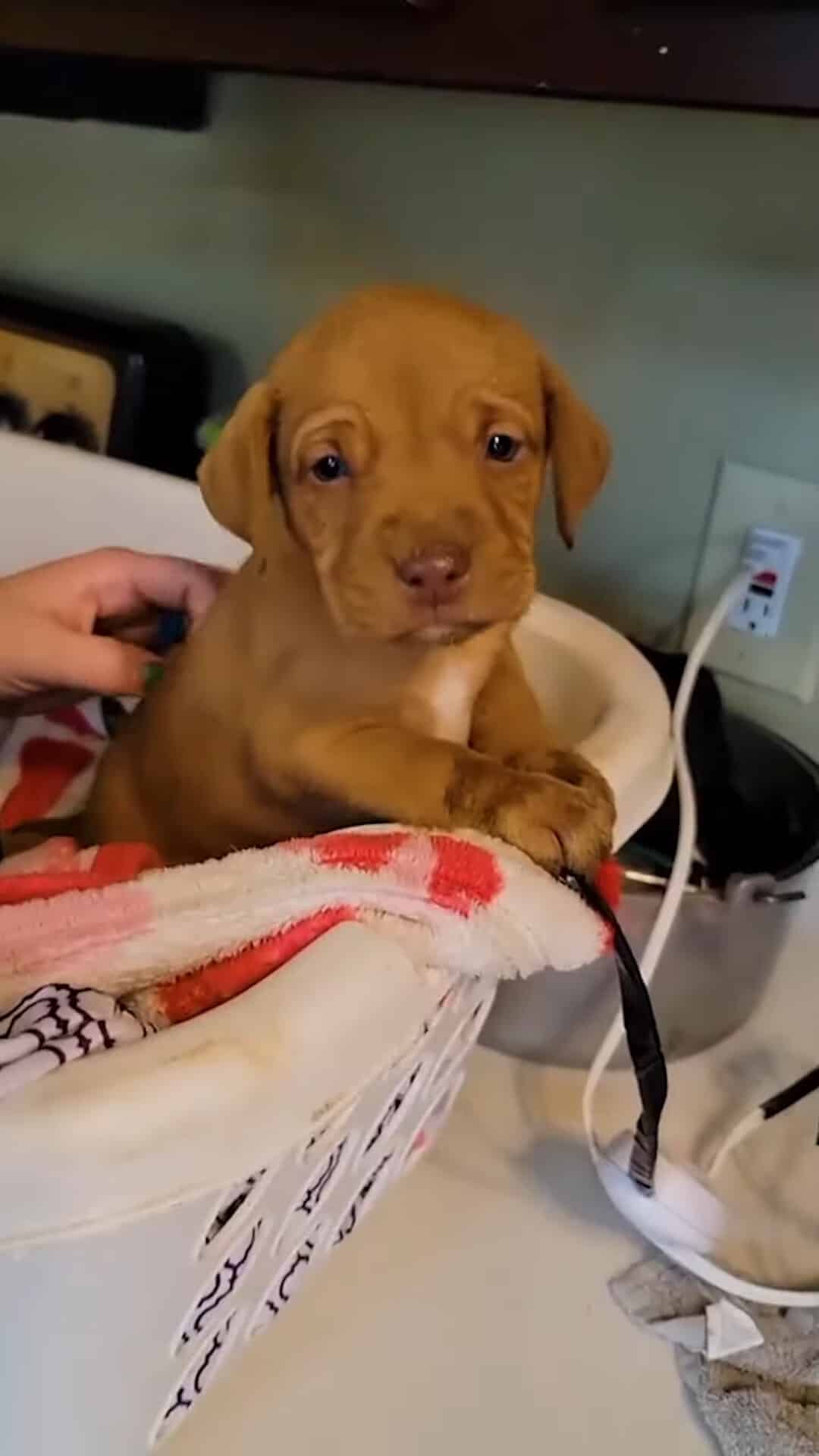 There was still hope for the three puppi...