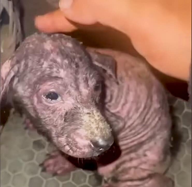 Chia's transformation was remarkable. Sh...