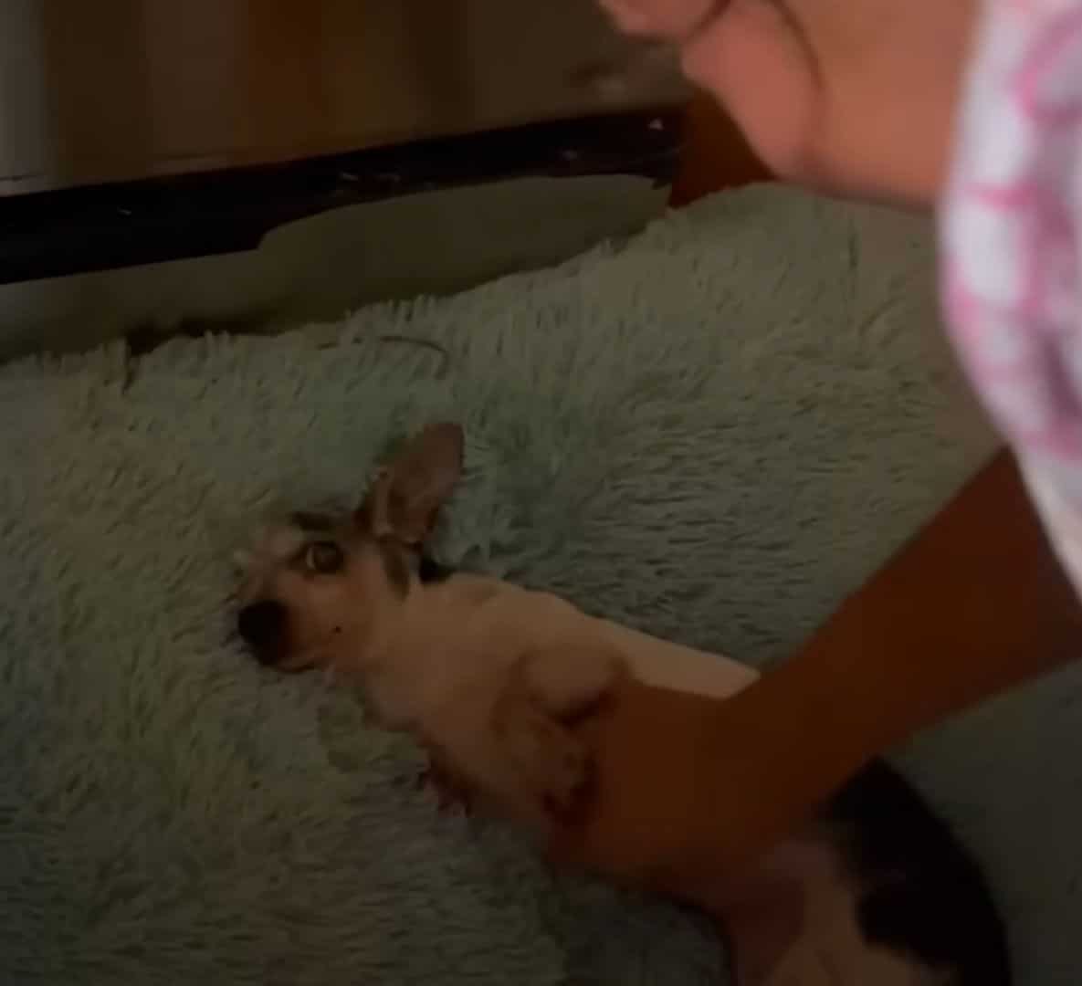 Understanding that Bella was ready to le...