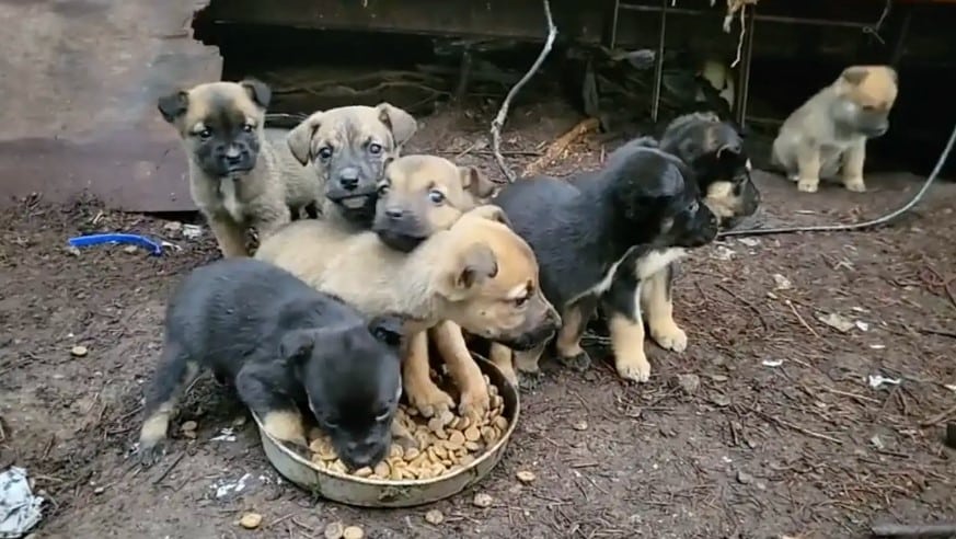 The puppies, however, were skittish and ...