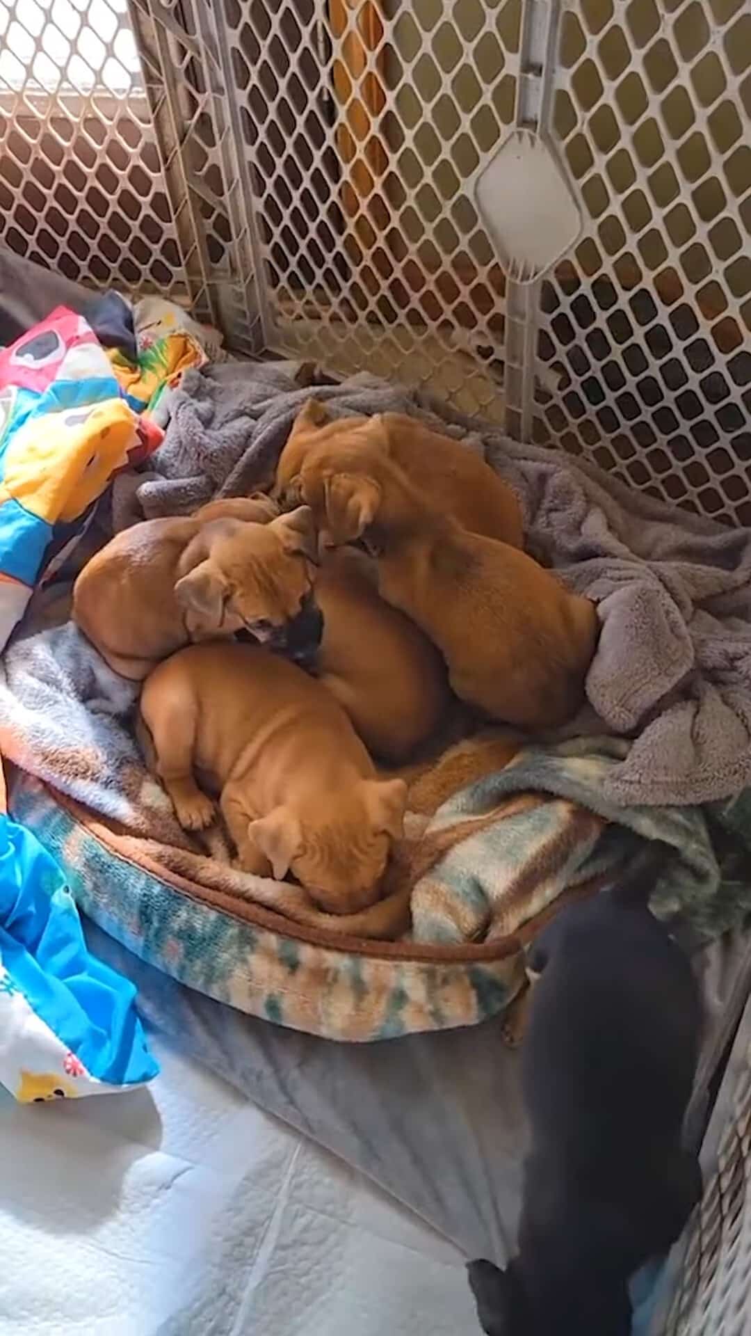 Some of the puppies were still traumatiz...