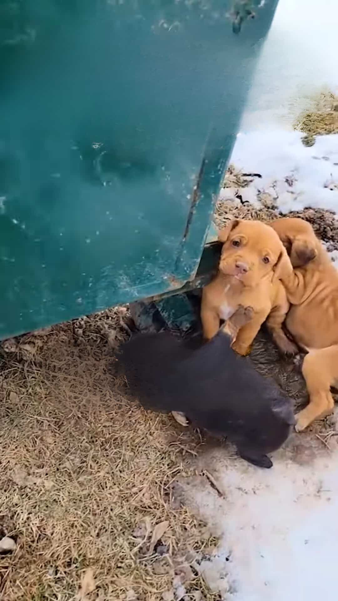 They rushed as fast as they could to try...