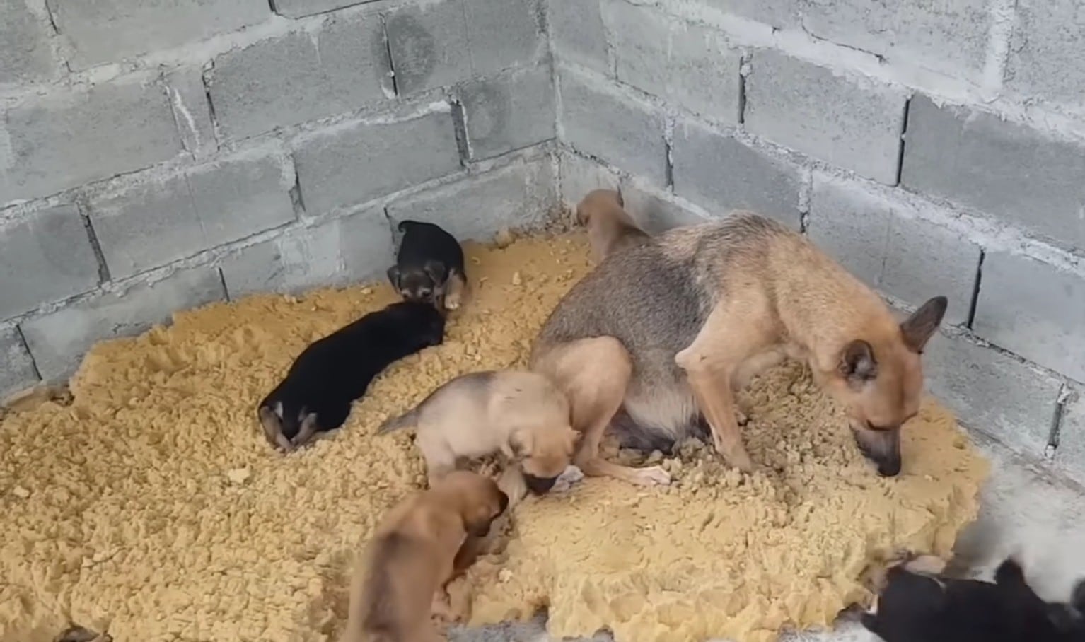 As for the mom, she will stay by their s...