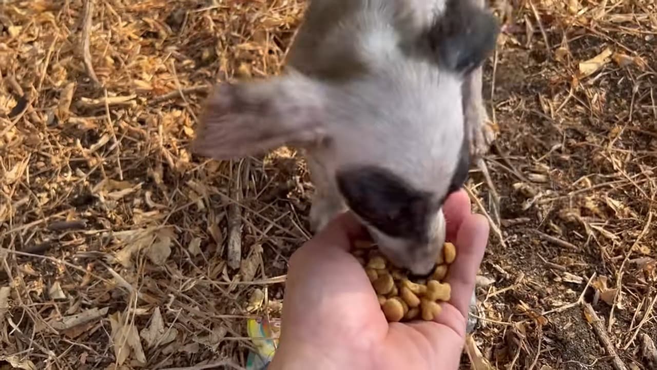 The man decided that he would adopt this...