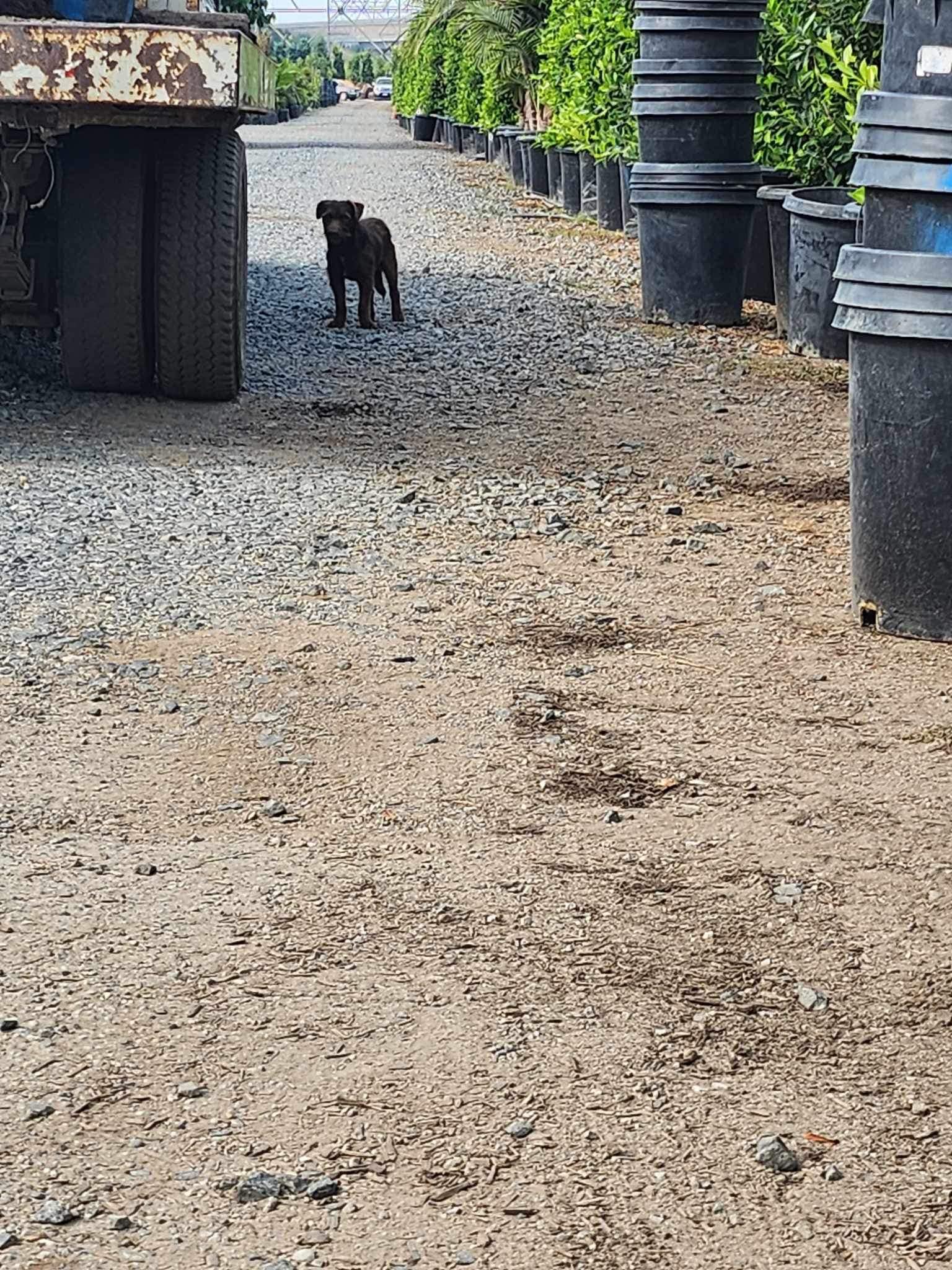 Rolo was then taken to Camino Pet Hospit...