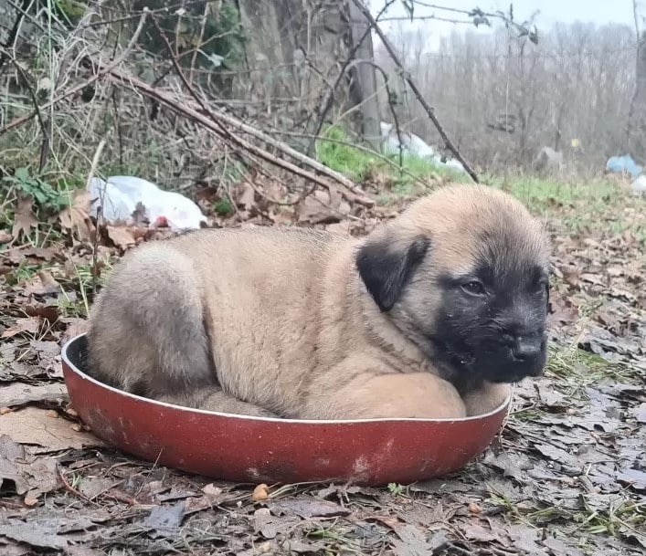 Eventually, he was ready to be adopted. ...