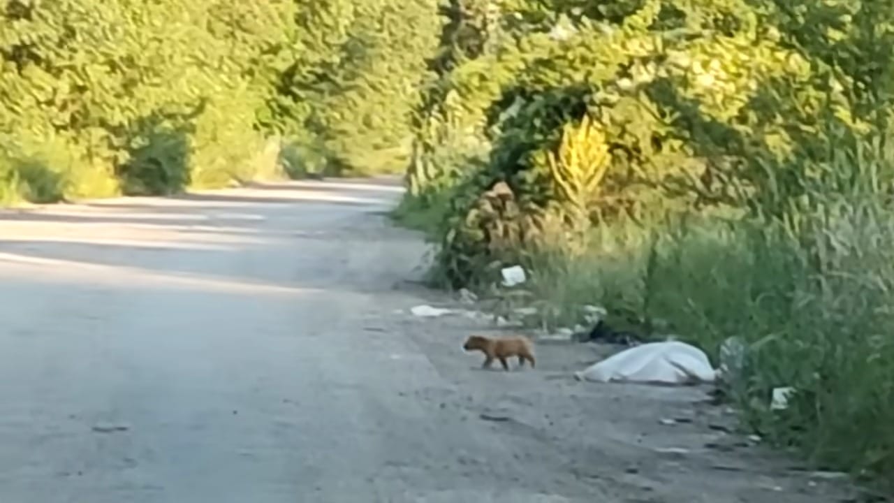 One of the rescuers softly petted her as...