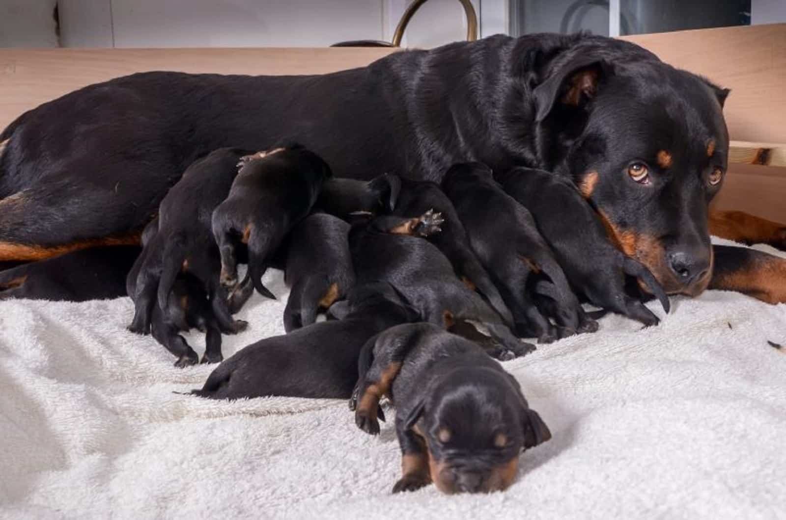 Yes, fifteen beautiful Rottweiler puppie...