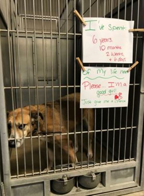 The impact of Ginger's adoption extended...