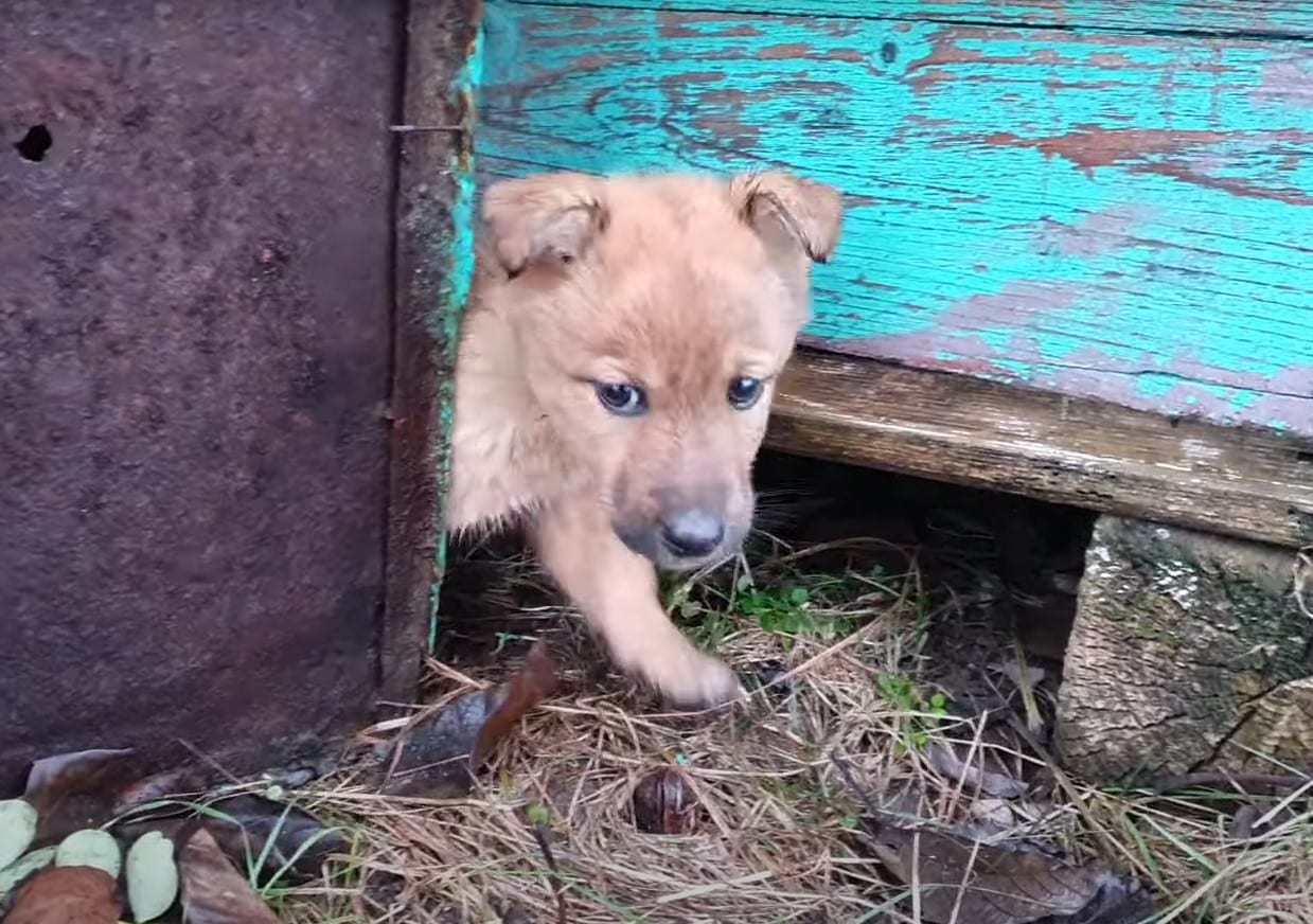 Since they were all muddy when they foun...