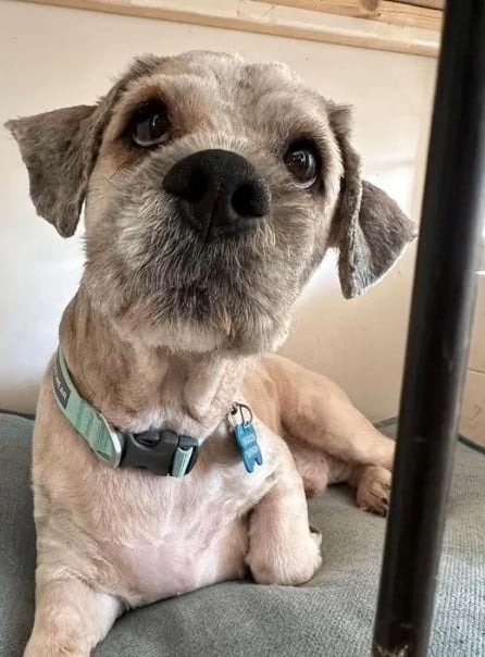 Now that the groomer’s appointment...