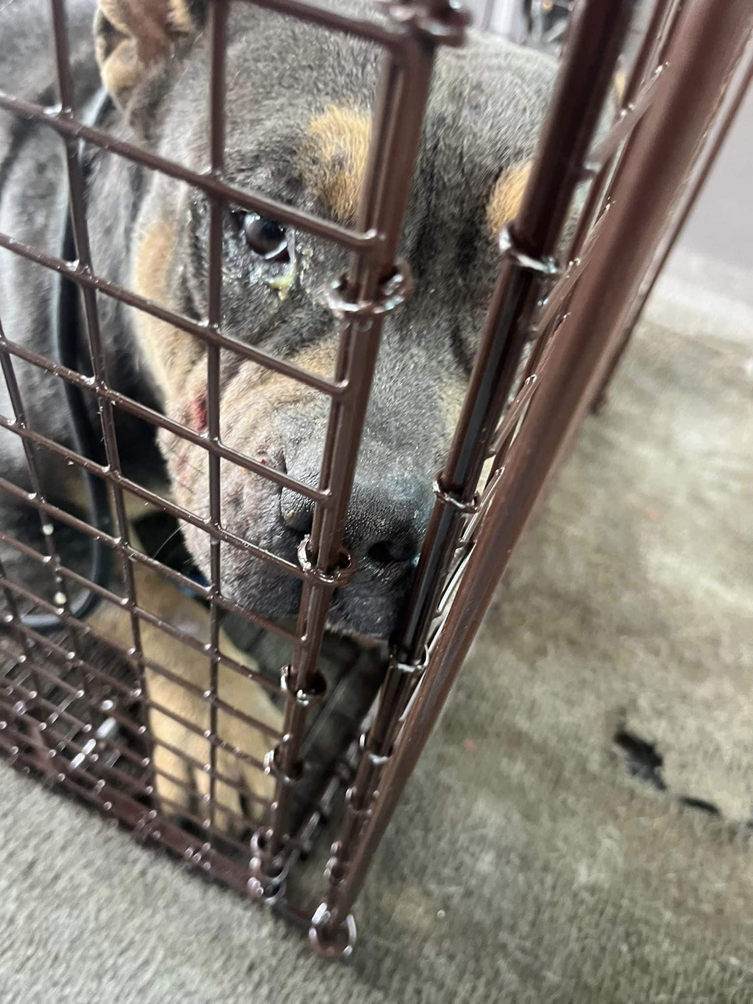 Currently, Delta and her pups reside in ...