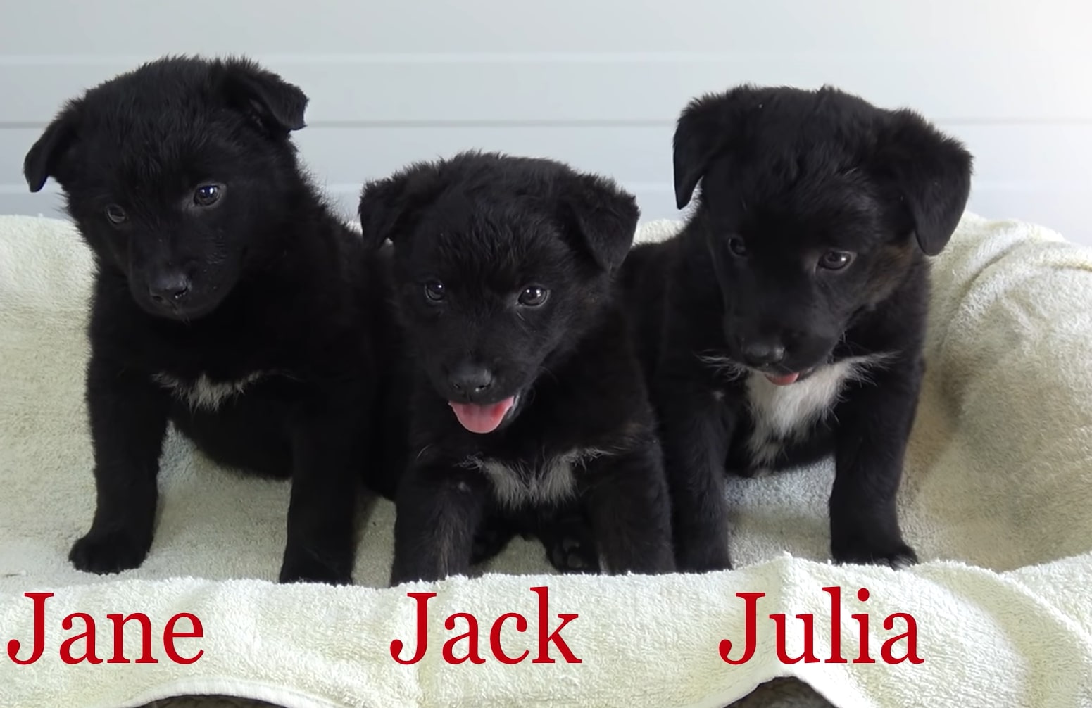 “We found these three puppies aban...