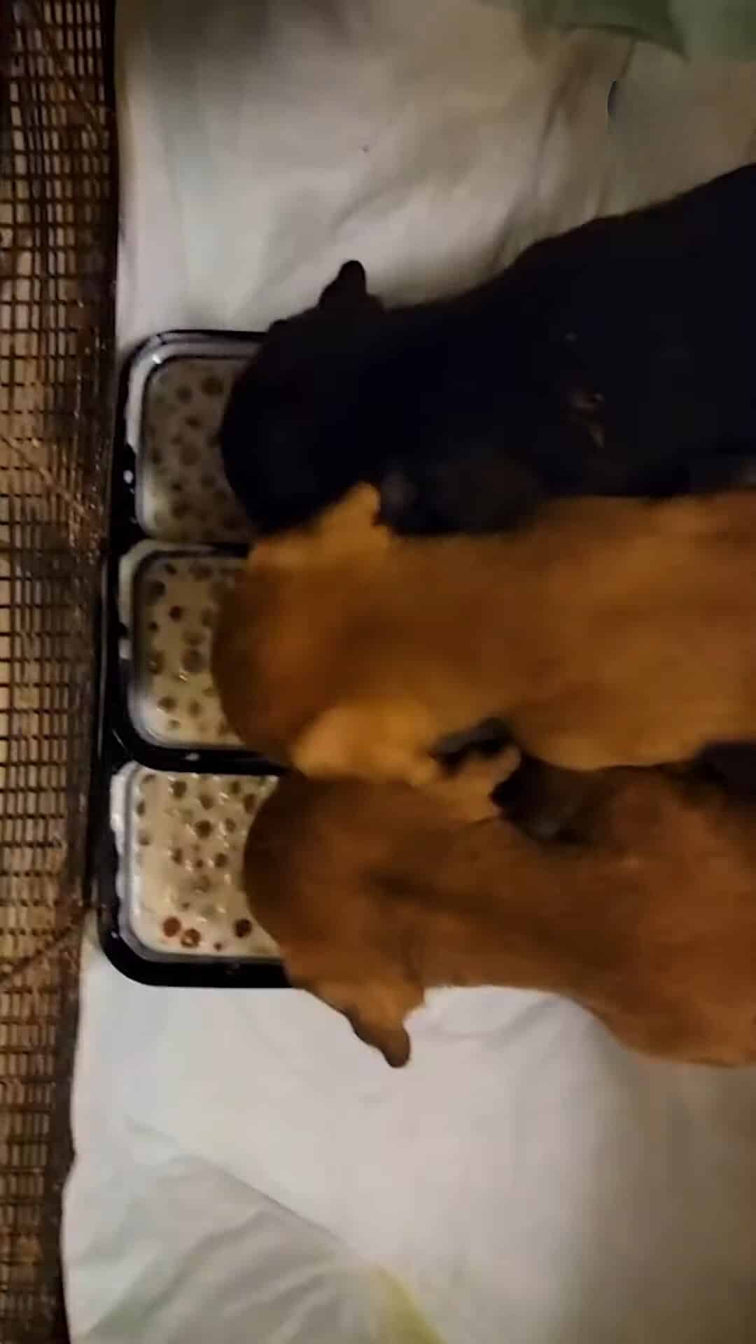 One of the rescuers just couldn’t ...