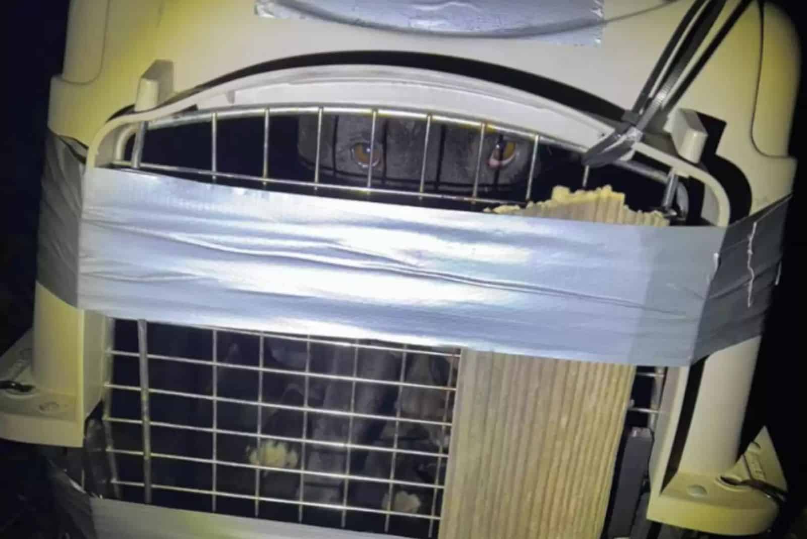 Inside was a dog....