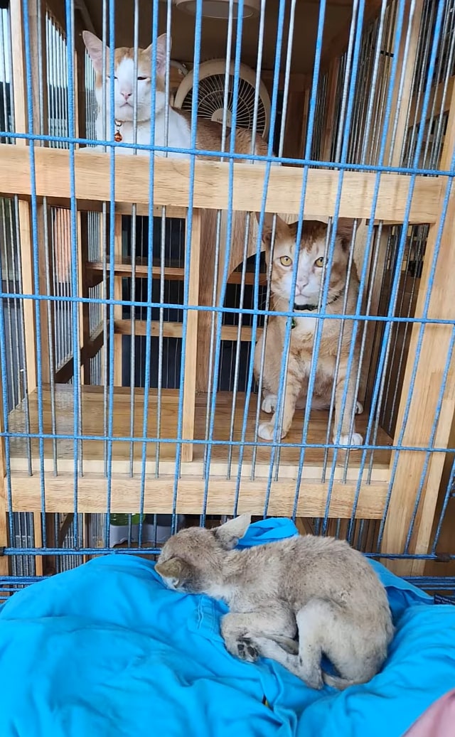 After almost two months of daily care an...