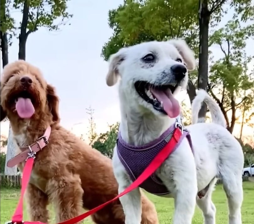 The pup couldn’t contain his happi...