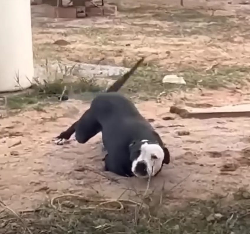 It is very difficult for a dog that is i...