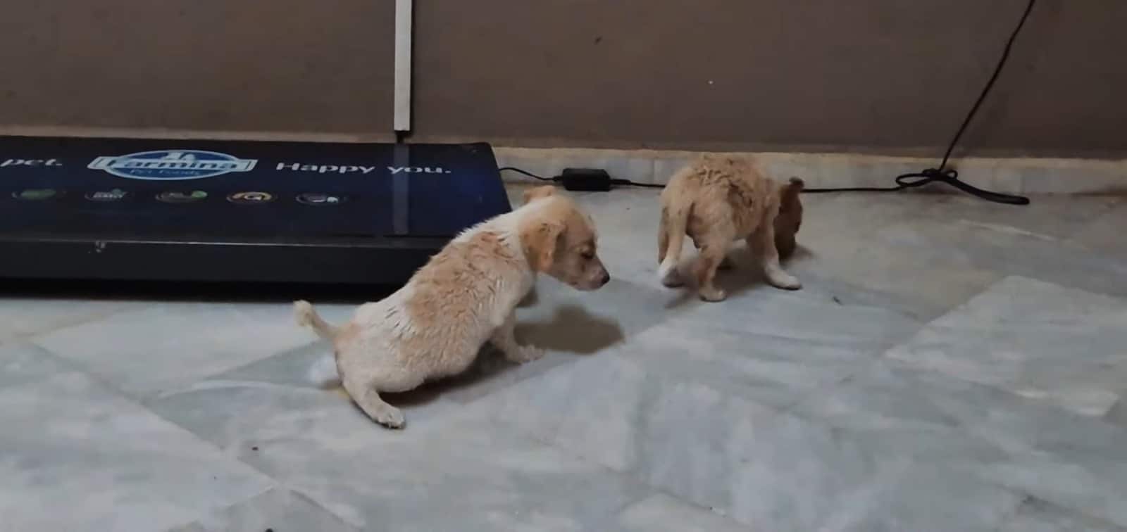 They found these babies pretty quickly a...