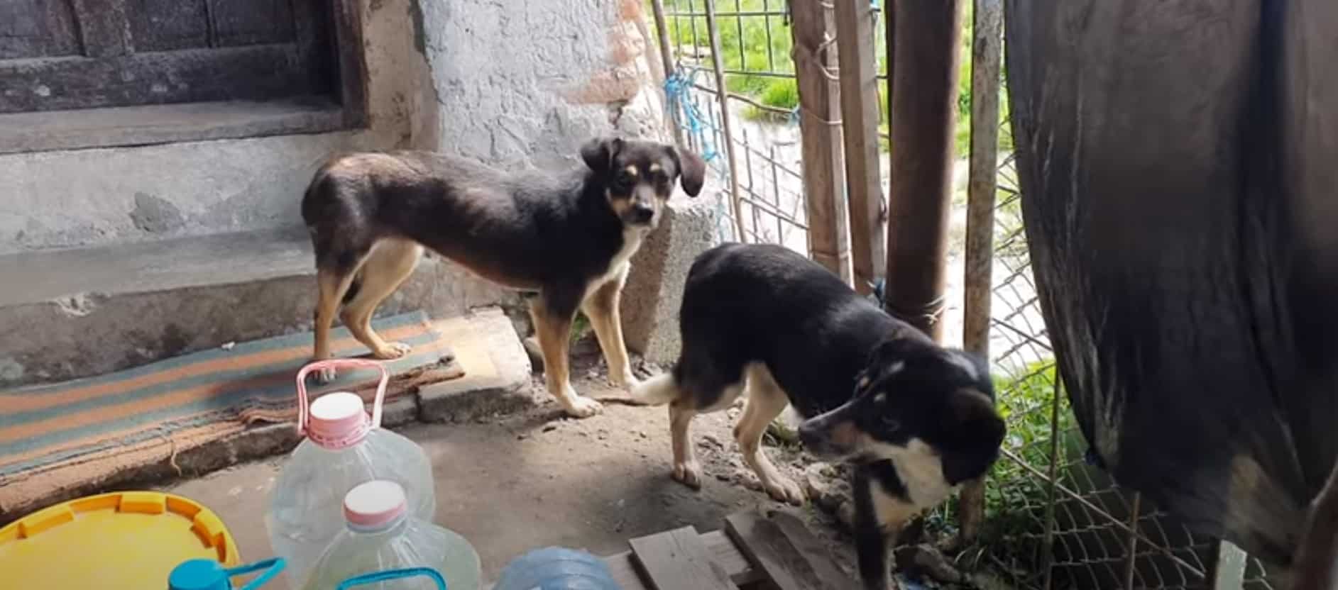 Now, both dogs are thriving at the Howl ...