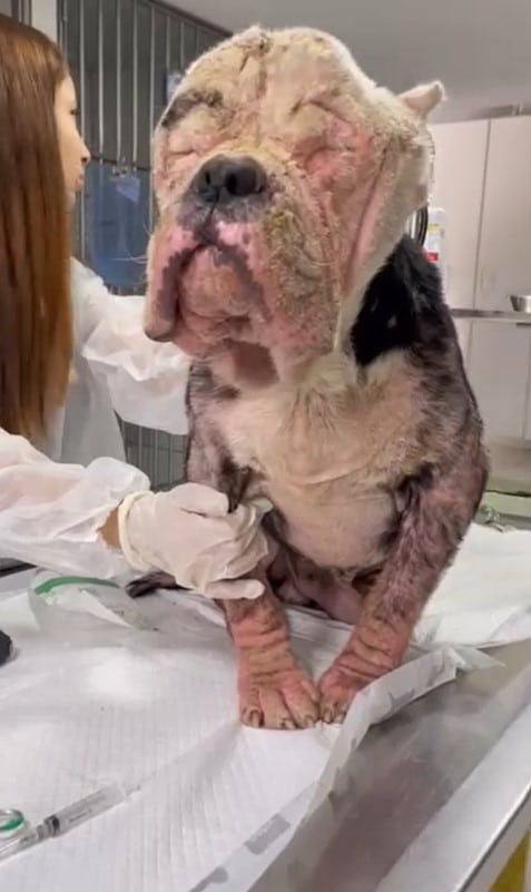 Now, Yoda lives in a loving home with Ma...