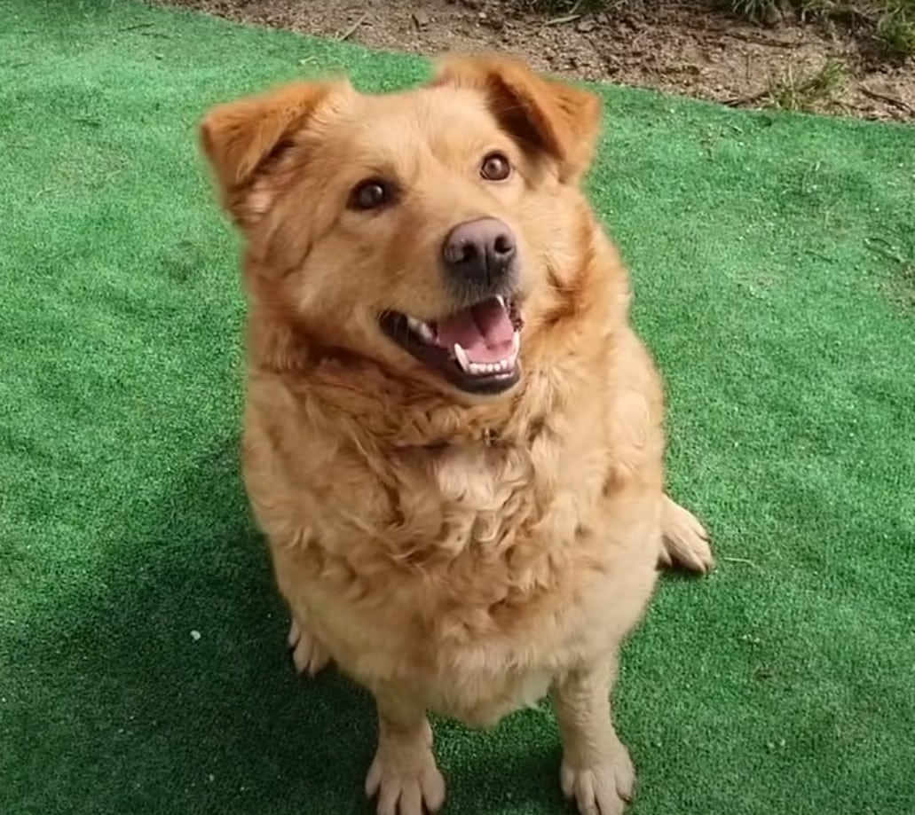 “Thank you so much Nigel for adopt...