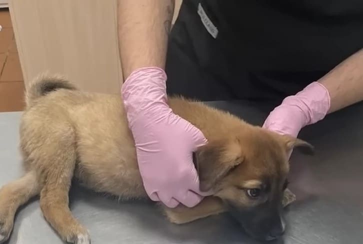 His temperature was also high, so he rec...