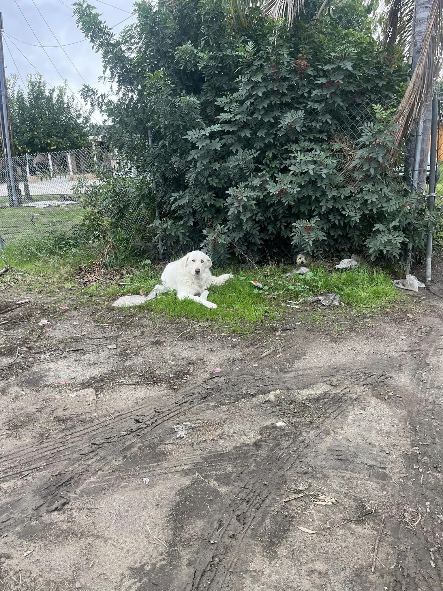 When Hall saw a small dog, later named A...