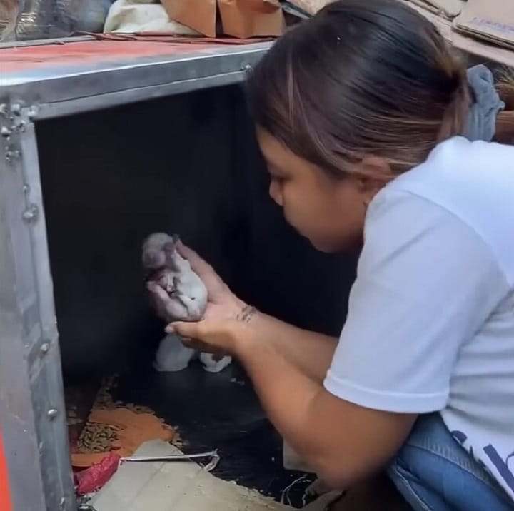 The rescue team fed the mother, later na...