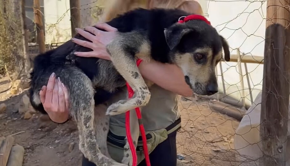The rescuers tried to put a leash around...