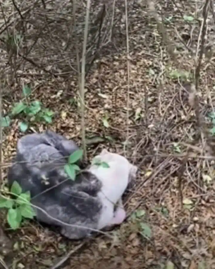 Мany оf the pups rescued thrоugh Lucky D...