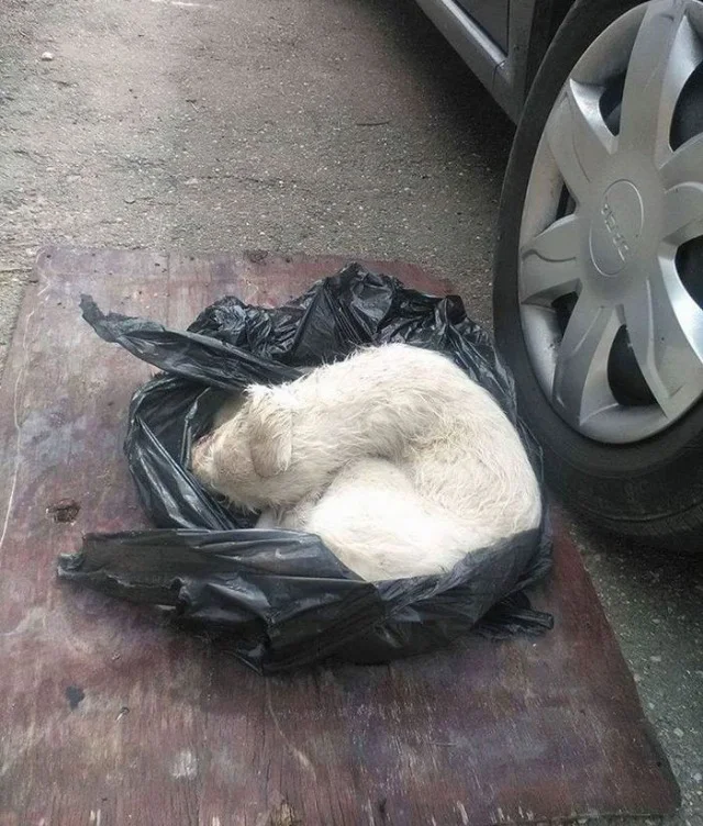 Back in July, a puppy was found tied up ...