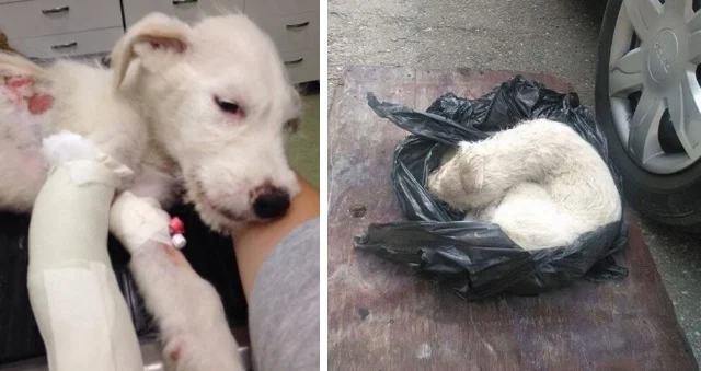 The pooch was rushed to Transylvania Ani...
