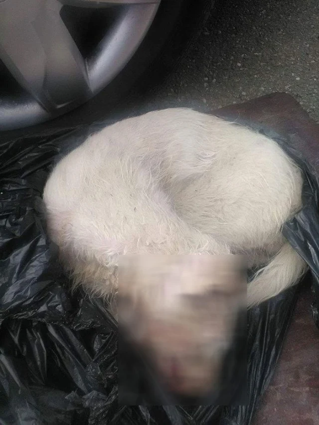 The doggie was also starving, dehydrated...