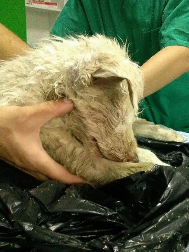 The dog also suffered a stroke due to th...