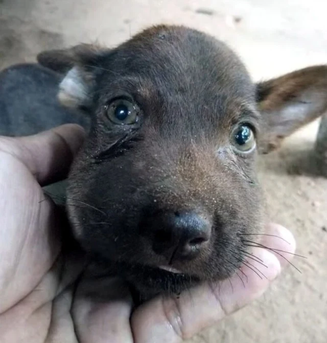 He quickly brought the puppy to the vet,...