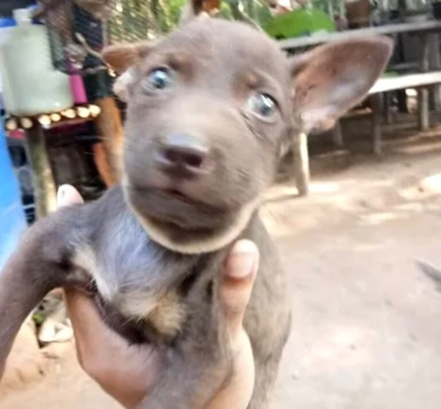 Having carried the puppy home, the man f...